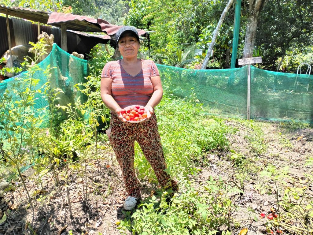 Mujer enseña cosecha de tomate en el marco del proyecto de cooperación en Perú financiado por el Ayuntamiento de Valencia