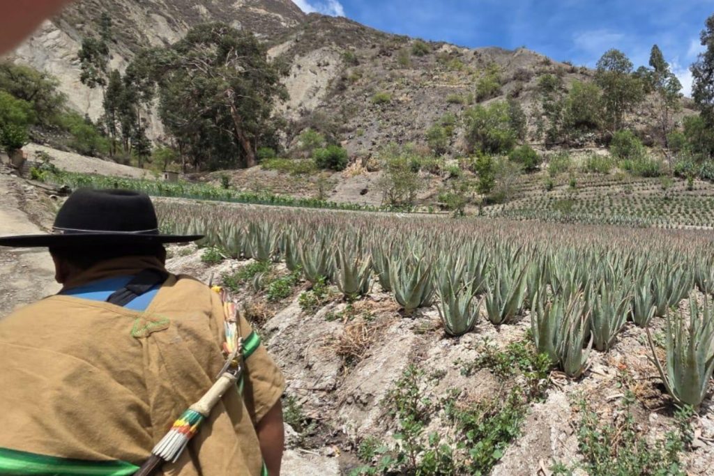 Cultivo de aloe vera en la comunidad de Cahuayuma (Bolivia)
