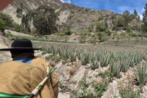 Cultivo de aloe vera en la comunidad de Cahuayuma (Bolivia)